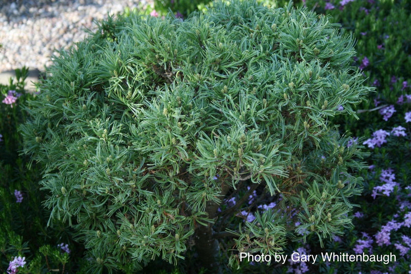 - Pinus strobus 'Mini Twists' Dwarf White Pine - Mr Maple │ Buy Japanese Maple Trees