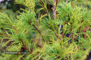 - Pinus strobus 'Mini Twists' Dwarf White Pine - Mr Maple │ Buy Japanese Maple Trees