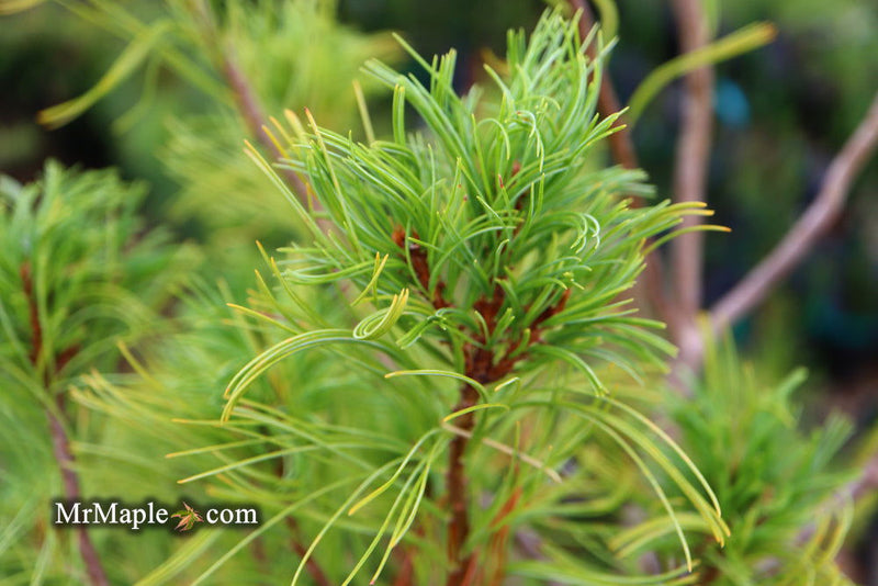 - Pinus strobus 'Mini Twists' Dwarf White Pine - Mr Maple │ Buy Japanese Maple Trees