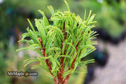 - Pinus strobus 'Mini Twists' Dwarf White Pine - Mr Maple │ Buy Japanese Maple Trees