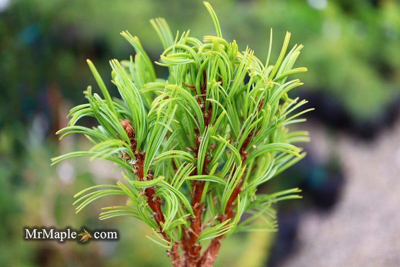 - Pinus strobus 'Mini Twists' Dwarf White Pine - Mr Maple │ Buy Japanese Maple Trees