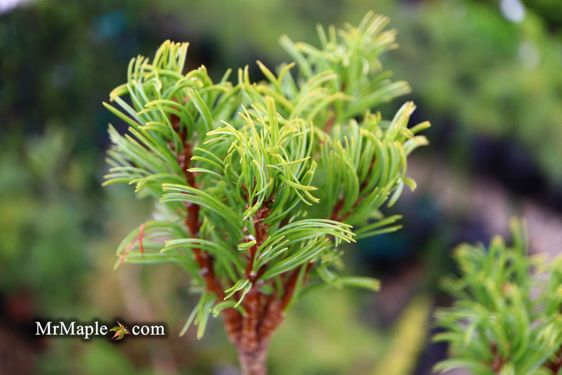 - Pinus strobus 'Mini Twists' Dwarf White Pine - Mr Maple │ Buy Japanese Maple Trees