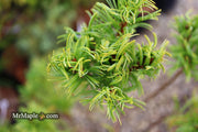 - Pinus strobus 'Mini Twists' Dwarf White Pine - Mr Maple │ Buy Japanese Maple Trees