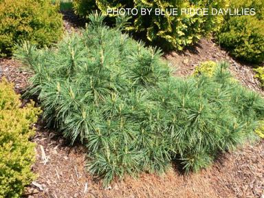 - Pinus strobus 'Niagra Falls' Weeping White Pine - Mr Maple │ Buy Japanese Maple Trees