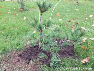 - Pinus strobus 'Niagra Falls' Weeping White Pine - Mr Maple │ Buy Japanese Maple Trees
