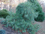 - Pinus strobus 'Pendula’ Weeping White Pine - Mr Maple │ Buy Japanese Maple Trees