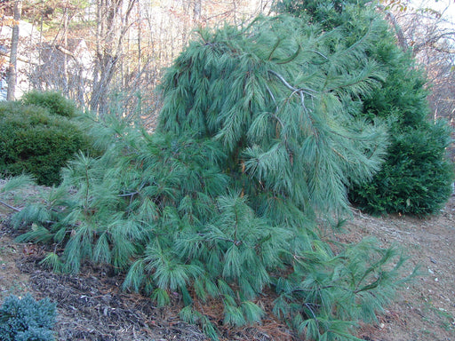 - Pinus strobus 'Pendula’ Weeping White Pine - Mr Maple │ Buy Japanese Maple Trees