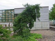 - Pinus strobus 'Pendula’ Weeping White Pine - Mr Maple │ Buy Japanese Maple Trees