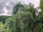 - Pinus strobus 'Pendula’ Weeping White Pine - Mr Maple │ Buy Japanese Maple Trees