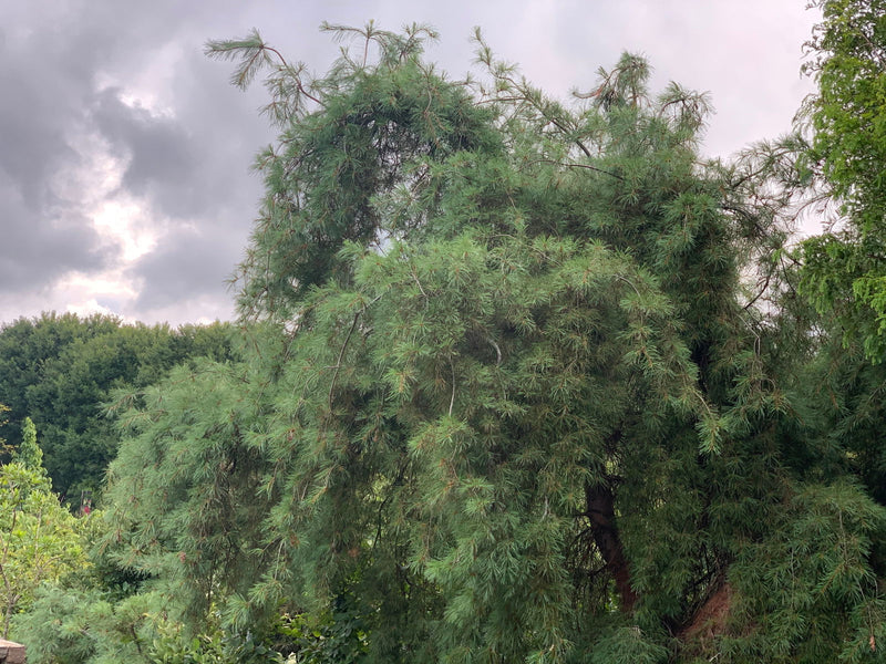 - Pinus strobus 'Pendula’ Weeping White Pine - Mr Maple │ Buy Japanese Maple Trees
