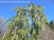 - Pinus strobus 'Pendula’ Weeping White Pine - Mr Maple │ Buy Japanese Maple Trees