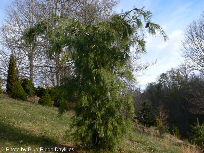 - Pinus strobus 'Pendula’ Weeping White Pine - Mr Maple │ Buy Japanese Maple Trees