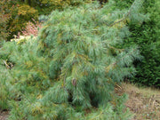 - Pinus strobus 'Pendula’ Weeping White Pine - Mr Maple │ Buy Japanese Maple Trees