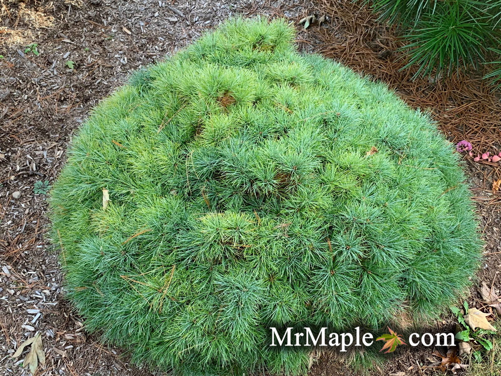 Mr Maple Pinus strobus Sea Urchin - Thumbnail 3