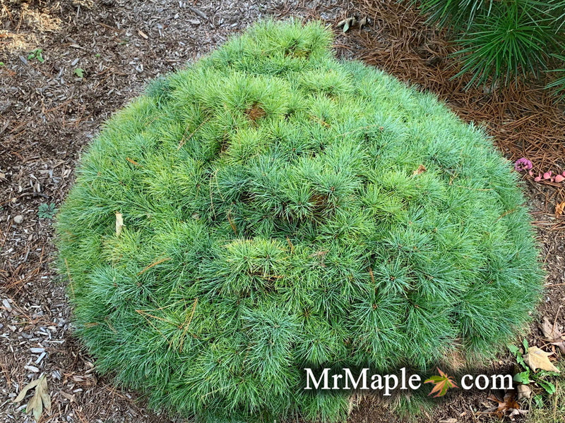- Pinus strobus 'Sea Urchin' Dwarf White Pine Tree - Mr Maple │ Buy Japanese Maple Trees