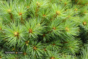 - Pinus strobus 'Sea Urchin' Dwarf White Pine Tree - Mr Maple │ Buy Japanese Maple Trees