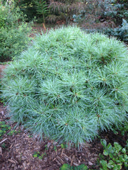 - Pinus strobus 'Sea Urchin' Dwarf White Pine Tree - Mr Maple │ Buy Japanese Maple Trees