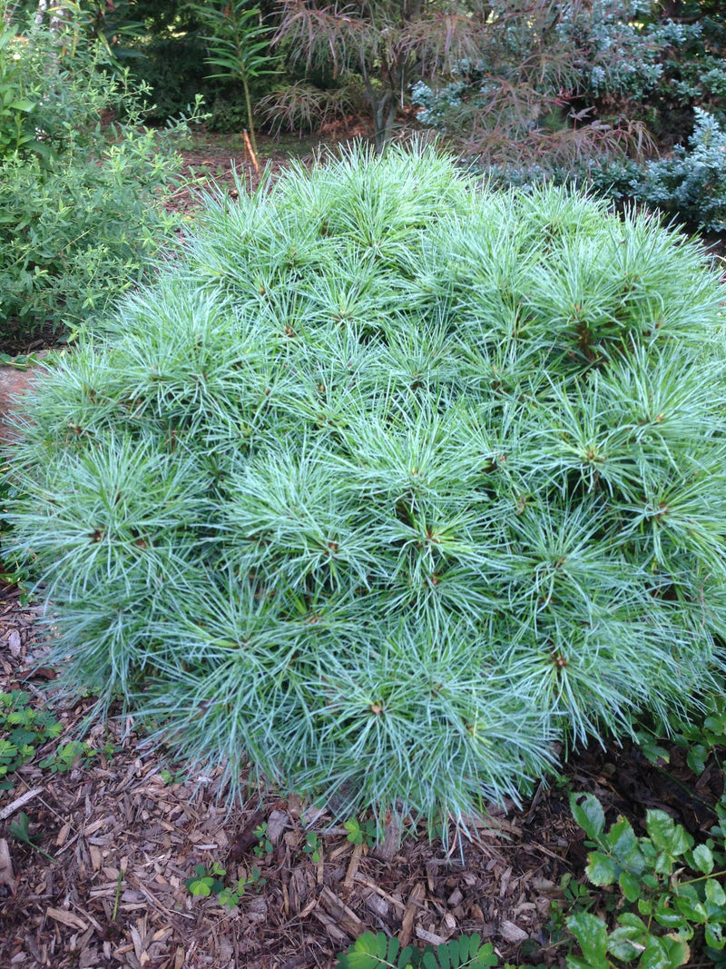 - Pinus strobus 'Sea Urchin' Dwarf White Pine Tree - Mr Maple │ Buy Japanese Maple Trees