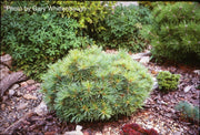 - Pinus strobus 'Sea Urchin' Dwarf White Pine Tree - Mr Maple │ Buy Japanese Maple Trees