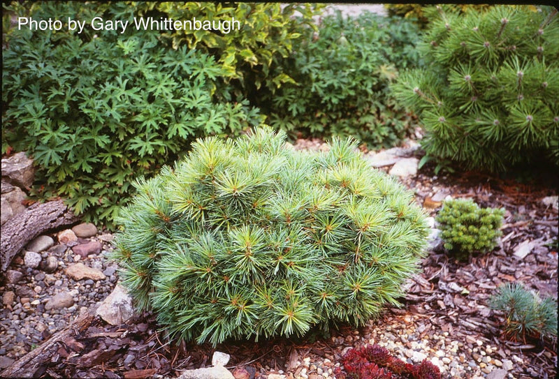 - Pinus strobus 'Sea Urchin' Dwarf White Pine Tree - Mr Maple │ Buy Japanese Maple Trees