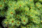 - Pinus strobus 'Sea Urchin' Dwarf White Pine Tree - Mr Maple │ Buy Japanese Maple Trees