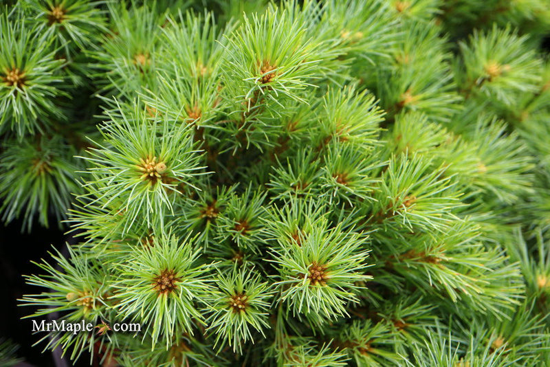 - Pinus strobus 'Sea Urchin' Dwarf White Pine Tree - Mr Maple │ Buy Japanese Maple Trees