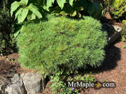 - Pinus strobus 'Sea Urchin' Dwarf White Pine Tree - Mr Maple │ Buy Japanese Maple Trees