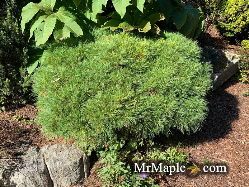 - Pinus strobus 'Sea Urchin' Dwarf White Pine Tree - Mr Maple │ Buy Japanese Maple Trees