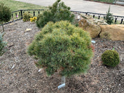- Pinus strobus 'Sea Urchin' Dwarf White Pine Tree - Mr Maple │ Buy Japanese Maple Trees