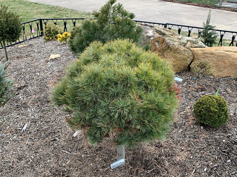 - Pinus strobus 'Sea Urchin' Dwarf White Pine Tree - Mr Maple │ Buy Japanese Maple Trees