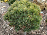 - Pinus strobus 'Sea Urchin' Dwarf White Pine Tree - Mr Maple │ Buy Japanese Maple Trees