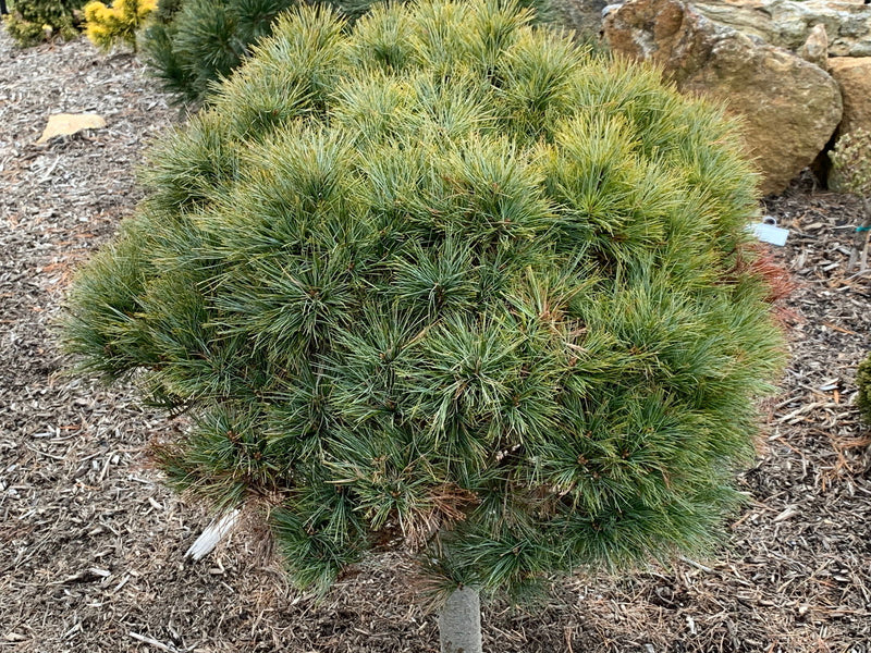 - Pinus strobus 'Sea Urchin' Dwarf White Pine Tree - Mr Maple │ Buy Japanese Maple Trees