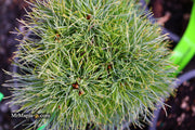 - Pinus strobus 'Sea Urchin' Dwarf White Pine Tree - Mr Maple │ Buy Japanese Maple Trees