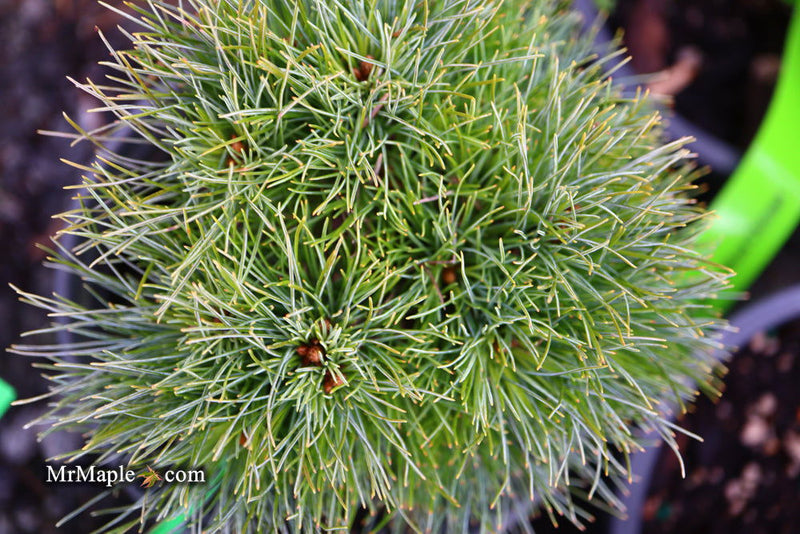 - Pinus strobus 'Sea Urchin' Dwarf White Pine Tree - Mr Maple │ Buy Japanese Maple Trees