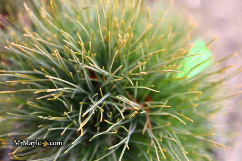 - Pinus strobus 'Sea Urchin' Dwarf White Pine Tree - Mr Maple │ Buy Japanese Maple Trees