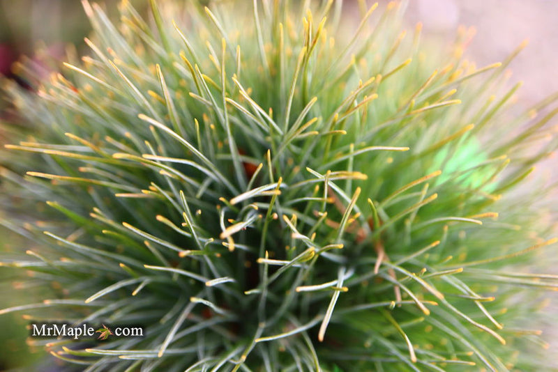 - Pinus strobus 'Sea Urchin' Dwarf White Pine Tree - Mr Maple │ Buy Japanese Maple Trees