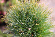 - Pinus strobus 'Sea Urchin' Dwarf White Pine Tree - Mr Maple │ Buy Japanese Maple Trees