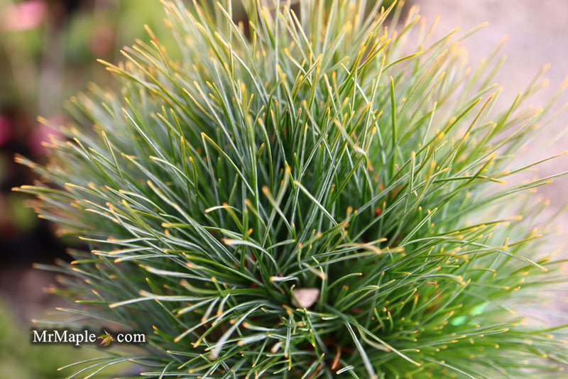 - Pinus strobus 'Sea Urchin' Dwarf White Pine Tree - Mr Maple │ Buy Japanese Maple Trees