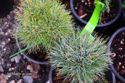 - Pinus strobus 'Sea Urchin' Dwarf White Pine Tree - Mr Maple │ Buy Japanese Maple Trees
