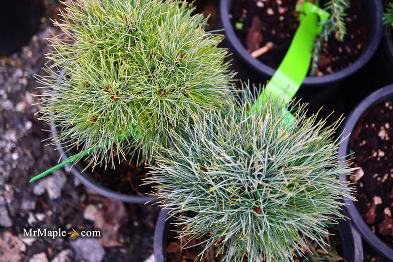 - Pinus strobus 'Sea Urchin' Dwarf White Pine Tree - Mr Maple │ Buy Japanese Maple Trees