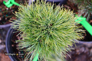 - Pinus strobus 'Sea Urchin' Dwarf White Pine Tree - Mr Maple │ Buy Japanese Maple Trees
