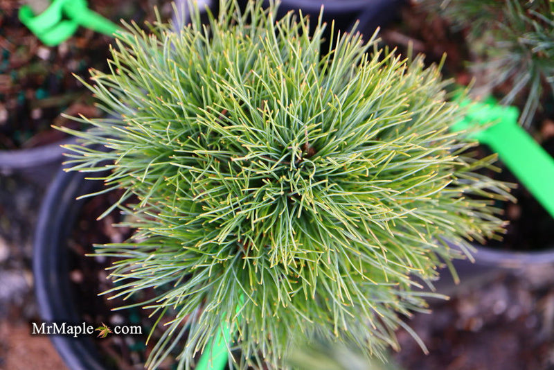 - Pinus strobus 'Sea Urchin' Dwarf White Pine Tree - Mr Maple │ Buy Japanese Maple Trees