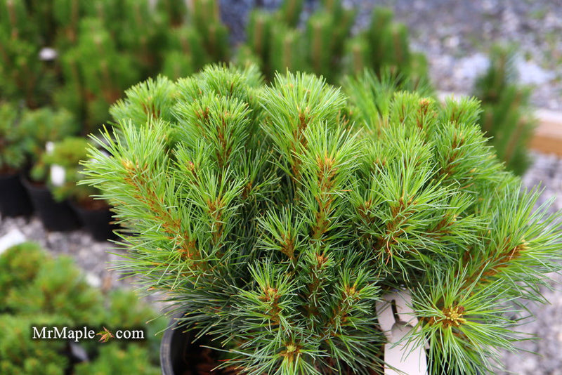 - Pinus strobus 'Sea Urchin' Dwarf White Pine Tree - Mr Maple │ Buy Japanese Maple Trees