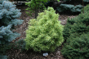 - Pinus strobus 'Squiggles' Dwarf White Pine - Mr Maple │ Buy Japanese Maple Trees