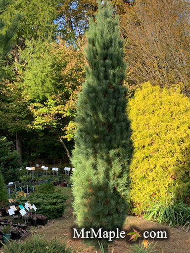 - Pinus strobus 'Stowe Pillar' Columnar White Pine Tree - Mr Maple │ Buy Japanese Maple Trees
