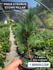 - Pinus strobus 'Stowe Pillar' Columnar White Pine Tree - Mr Maple │ Buy Japanese Maple Trees