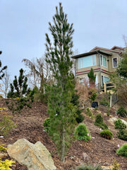 - Pinus strobus 'Stowe Pillar' Columnar White Pine Tree - Mr Maple │ Buy Japanese Maple Trees