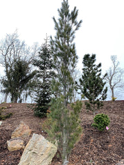 - Pinus strobus 'Stowe Pillar' Columnar White Pine Tree - Mr Maple │ Buy Japanese Maple Trees