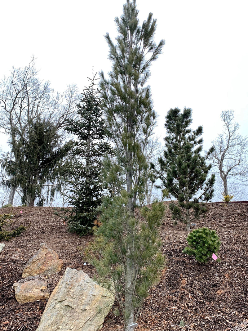 - Pinus strobus 'Stowe Pillar' Columnar White Pine Tree - Mr Maple │ Buy Japanese Maple Trees