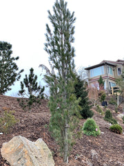 - Pinus strobus 'Stowe Pillar' Columnar White Pine Tree - Mr Maple │ Buy Japanese Maple Trees